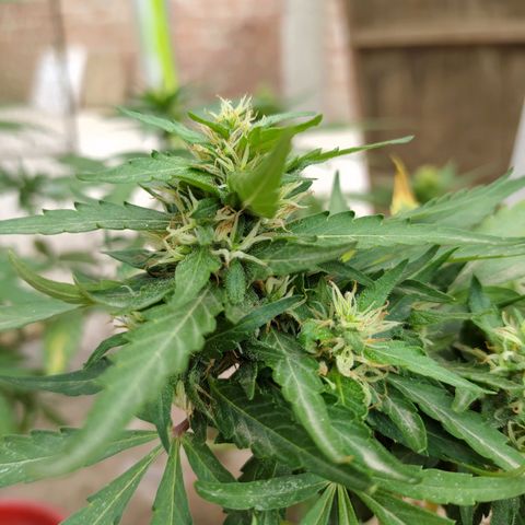 Genética desconocida growlog photo: Apical + FIM. 
