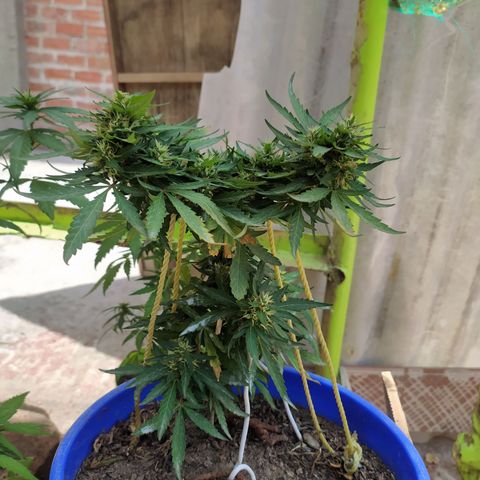 Genética desconocida growlog photo: Apical + FIM. 