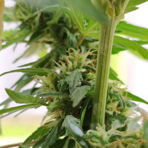 Genética desconocida growlog photo: Apical + FIM. 
