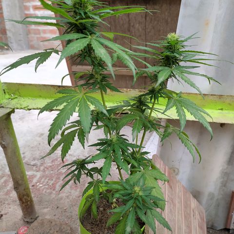 Genética desconocida growlog photo: LTS + Apical. 