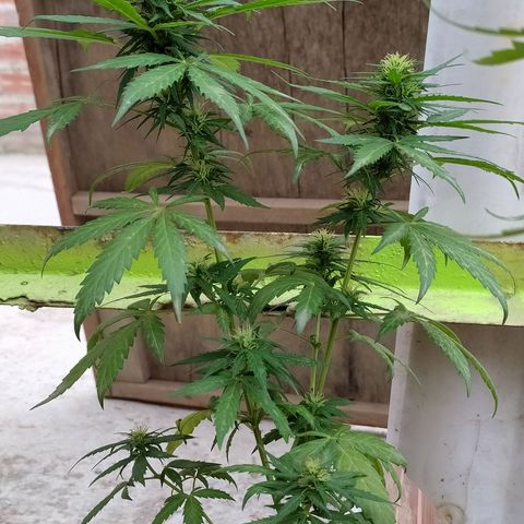 Genética desconocida growlog photo: LTS + Apical. 