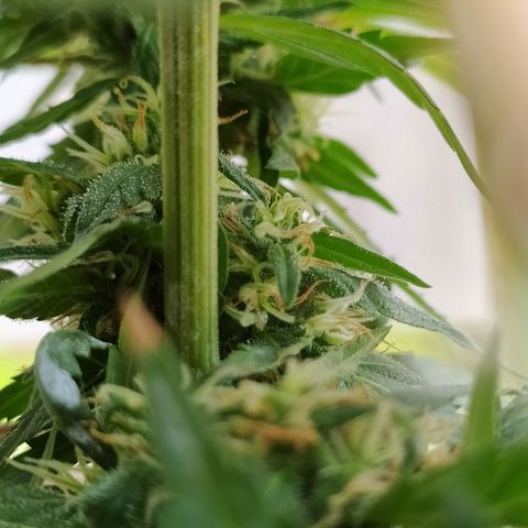 Genética desconocida growlog photo: Apical + FIM. 