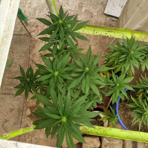 Genética desconocida growlog photo: Apical + apical + cheese
