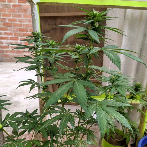 Genética desconocida growlog photo: LTS + Apical. 