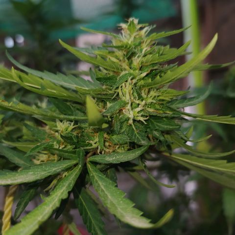 Genética desconocida growlog photo: Se empiezan a desarrollar muchas los tricomas 