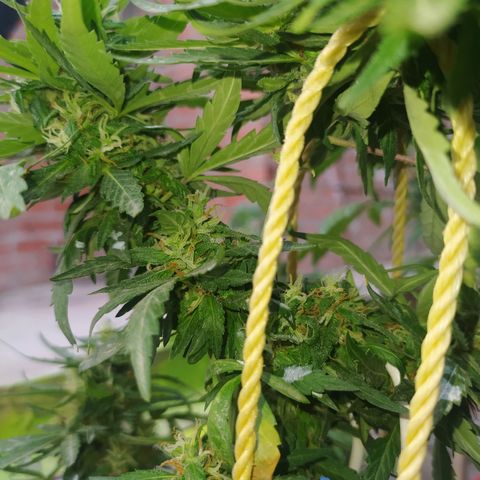 Genética desconocida growlog photo: Se empiezan a desarrollar muchas los tricomas 