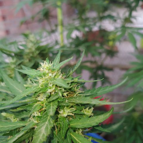 Genética desconocida growlog photo: Se empiezan a desarrollar muchas los tricomas 
