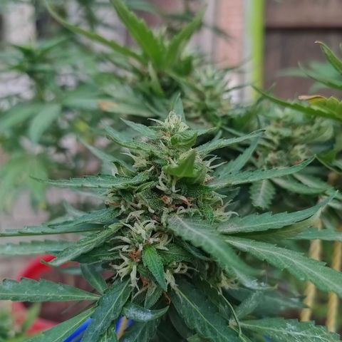 Genética desconocida growlog photo: Se empiezan a desarrollar muchas los tricomas 