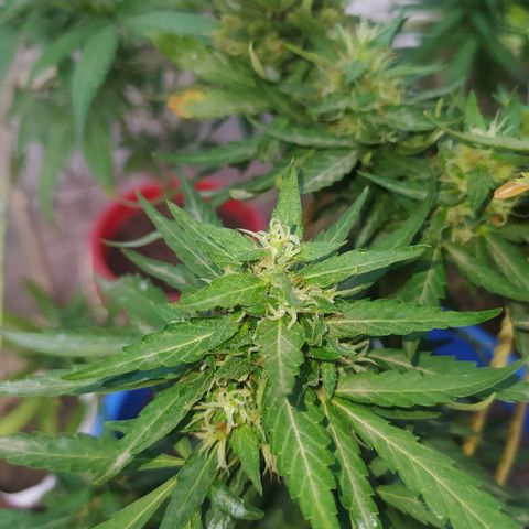 Genética desconocida growlog photo: Se empiezan a desarrollar muchas los tricomas 