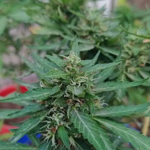 Genética desconocida growlog photo: Se empiezan a desarrollar muchas los tricomas 