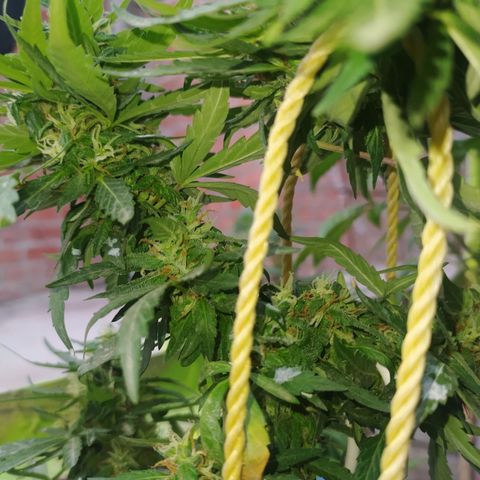 Genética desconocida growlog photo: Se empiezan a desarrollar muchas los tricomas 