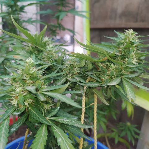 Genética desconocida growlog photo: Se empiezan a desarrollar muchas los tricomas 