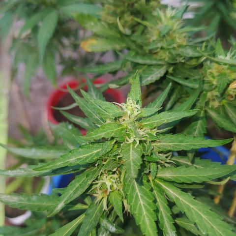 Genética desconocida growlog photo: Se empiezan a desarrollar muchas los tricomas 