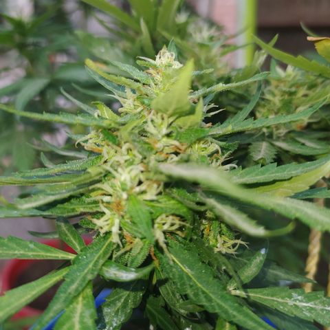 Genética desconocida growlog photo: Se empiezan a desarrollar muchas los tricomas 