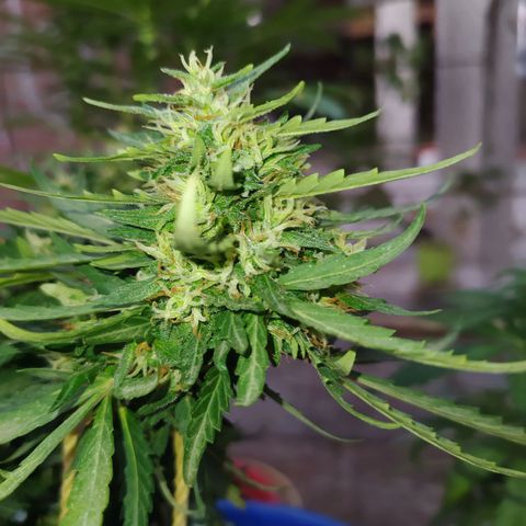 Genética desconocida growlog timeline photo