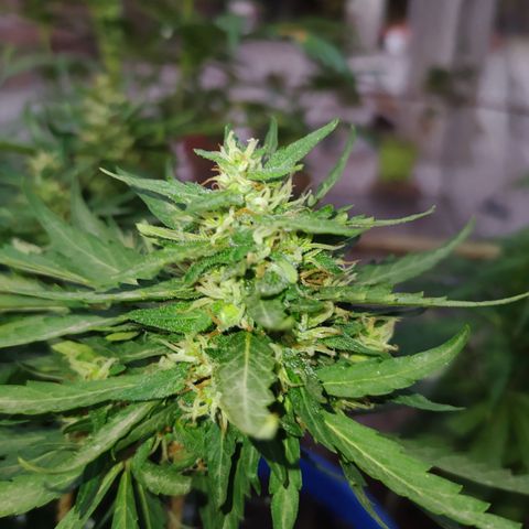 Genética desconocida growlog timeline photo