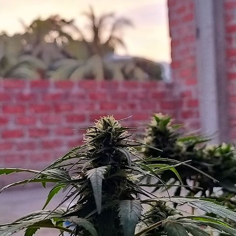 Genética desconocida growlog timeline photo
