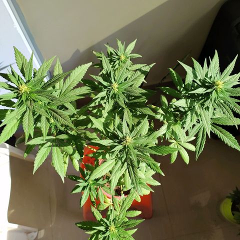 Genética desconocida growlog timeline photo