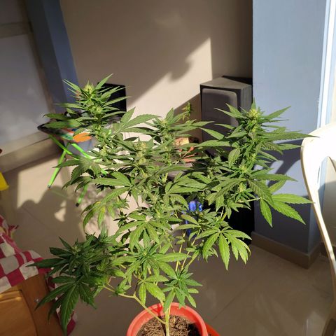 Genética desconocida growlog timeline photo