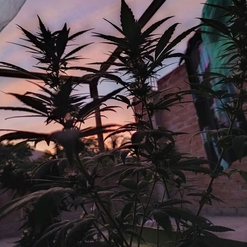 Genética desconocida growlog timeline photo