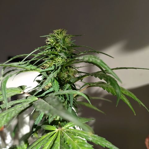 Genética desconocida growlog timeline photo