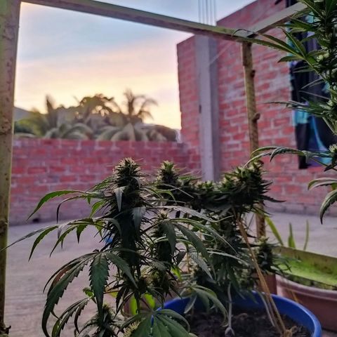Genética desconocida growlog timeline photo
