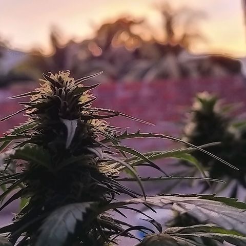 Genética desconocida growlog timeline photo