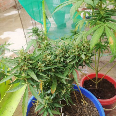 Genética desconocida growlog photo: Seguimiento 