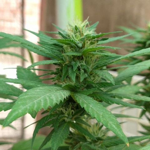 Genética desconocida growlog photo: Seguimiento 