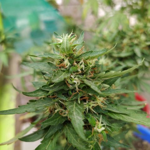 Genética desconocida growlog photo: Seguimiento 