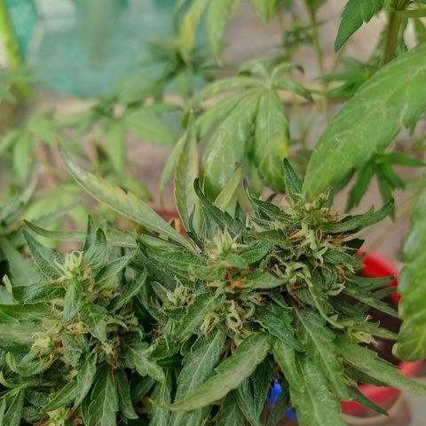 Genética desconocida growlog photo: Seguimiento 