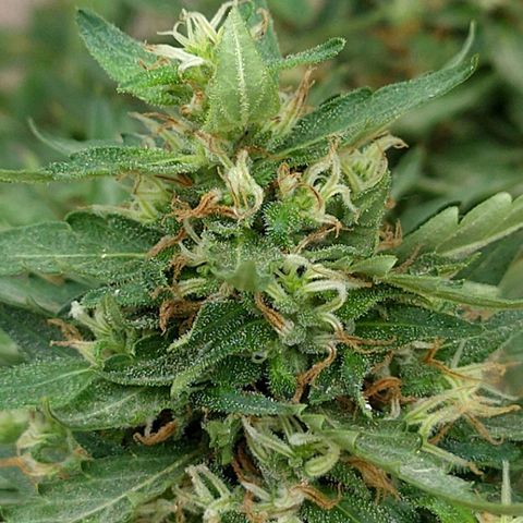 Genética desconocida growlog photo: Seguimiento 