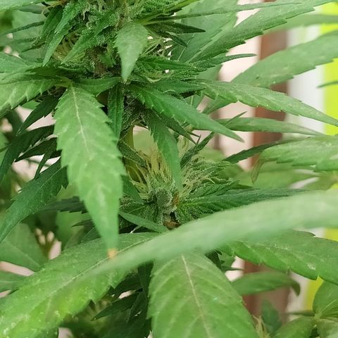 Genética desconocida growlog photo: Seguimiento 
