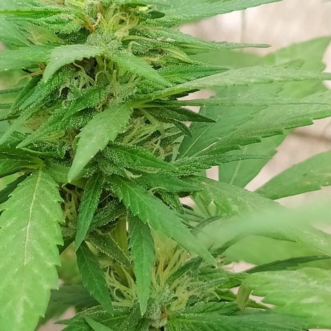 Genética desconocida growlog photo: Seguimiento 