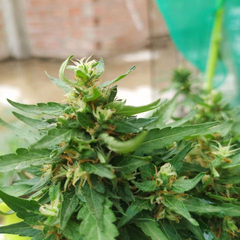 Genética desconocida growlog photo: Seguimiento 
