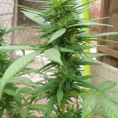 Genética desconocida growlog photo: Seguimiento 
