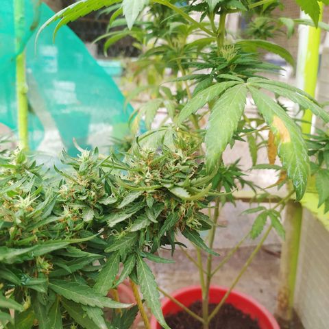 Genética desconocida growlog photo: Seguimiento 