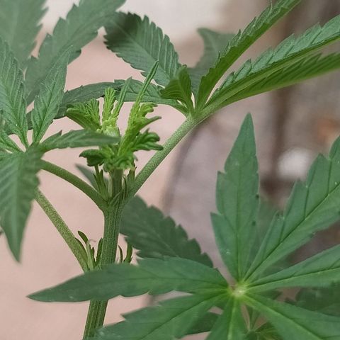 Genética desconocida growlog timeline photo