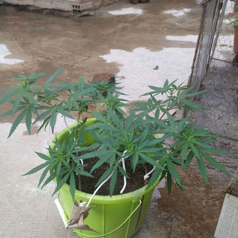 Genética desconocida growlog photo: Mostró su sexo. hembra!! 