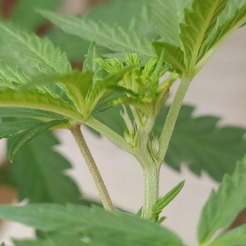 Genética desconocida growlog timeline photo