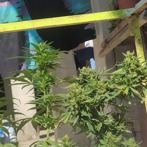 Genética desconocida growlog timeline photo