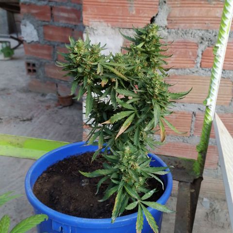 Genética desconocida growlog timeline photo