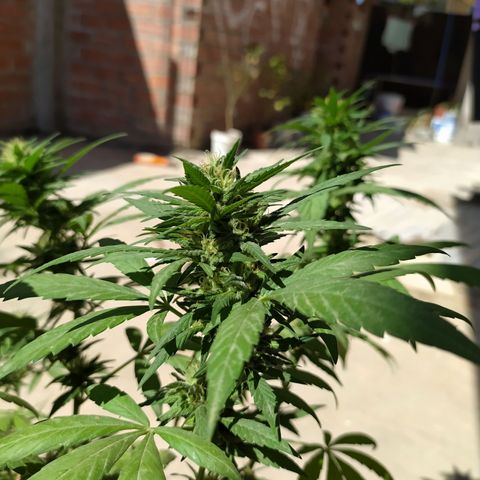 Genética desconocida growlog timeline photo