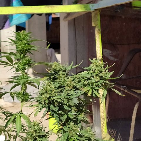 Genética desconocida growlog timeline photo