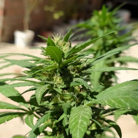 Genética desconocida growlog timeline photo