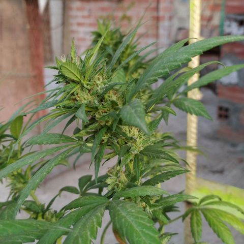 Genética desconocida growlog timeline photo
