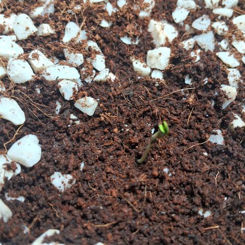 Amnésia  growlog timeline photo