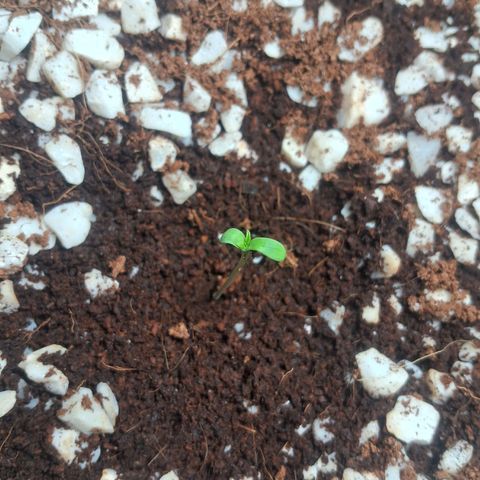 Amnésia  growlog timeline photo