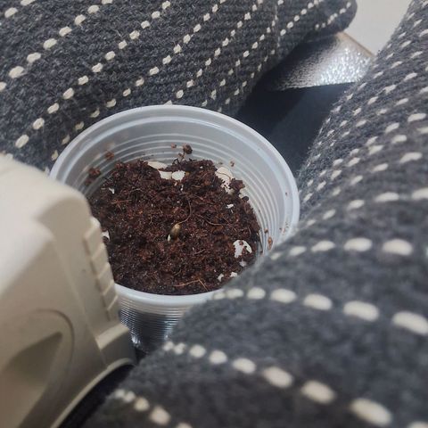 Amnésia  growlog photo: Vaso 2