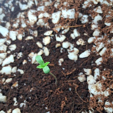 Amnésia  growlog timeline photo